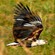 6. Immature  Tarangire  7-12