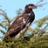 8. Lake Naivasha  Karine Van der Vurst  2-12