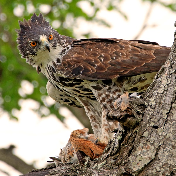Ayres' Hawk Eagle