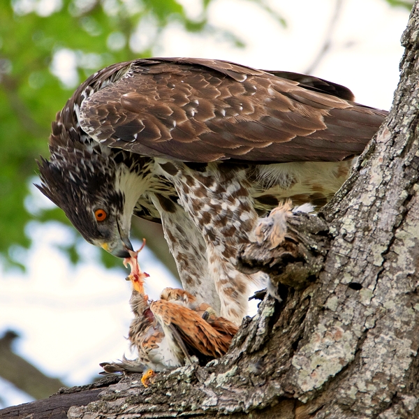 Ayres' Hawk Eagle