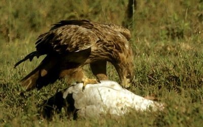 1. Tawny brings down a flying white stork