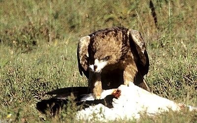 11. 1st tawny continues feeding