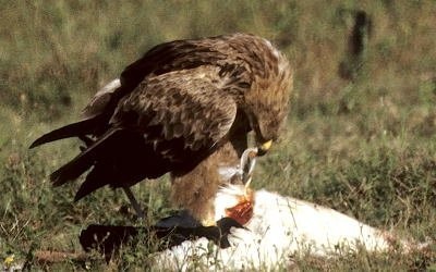 12. 1st tawny continues feeding