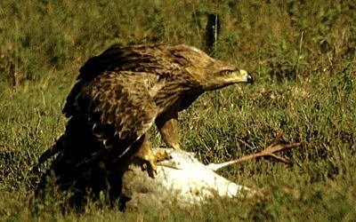 2. Tawny plucks stork feathers