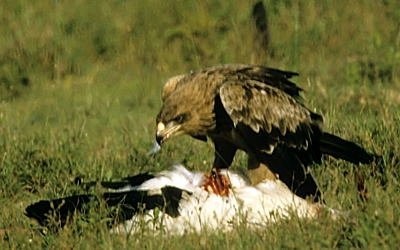 3. The stork is lifeless.Tawny begins feeding