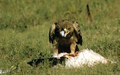 4. Tawny feeding
