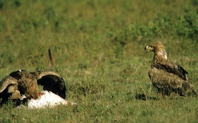 8. 2nd tawny retreats