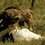 1. Tawny brings down a flying white stork