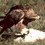 13. 1st tawny continues feeding