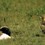 8. 2nd tawny retreats