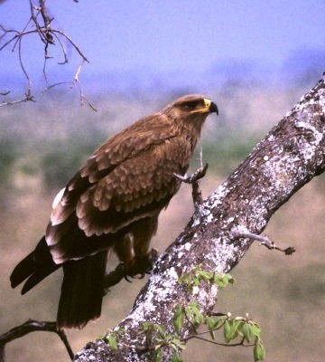 2. The immature remains