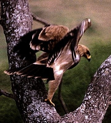5. And jumps down