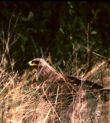 6. Where it feeds on termites