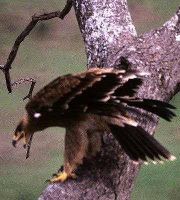 9. Onto the same tree branch