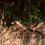 6. Where it feeds on termites