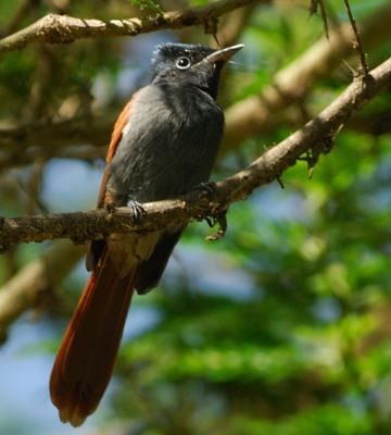 African Paradise Flycatcher  Tradução de African Paradise Flycatcher no  Dicionário Infopédia de Inglês - Português