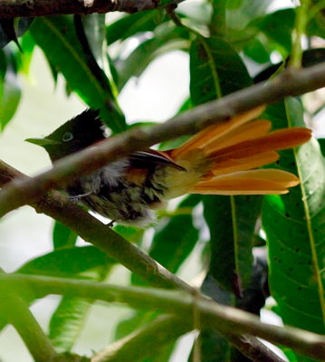 African Paradise Flycatcher  Tradução de African Paradise Flycatcher no  Dicionário Infopédia de Inglês - Português