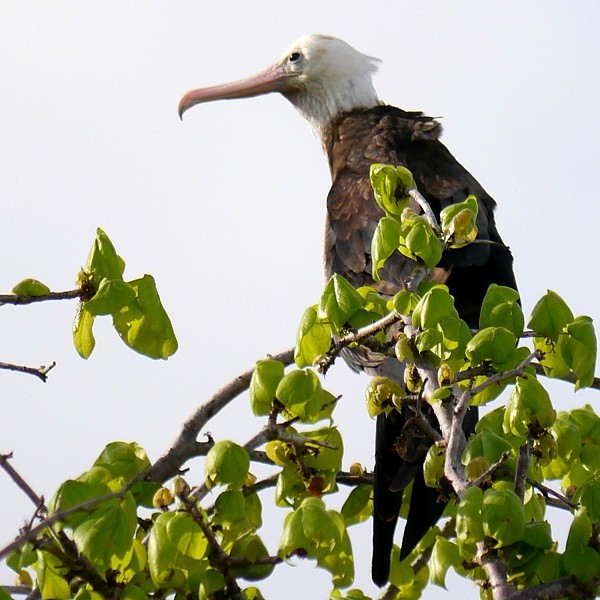 1. Greater Frigatebird  Ras Ndege  Cyrille Giardin  12-13
