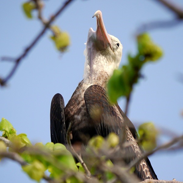2. Greater Frigatebird  Ras Ndege  Cyrille Giardin  12-13