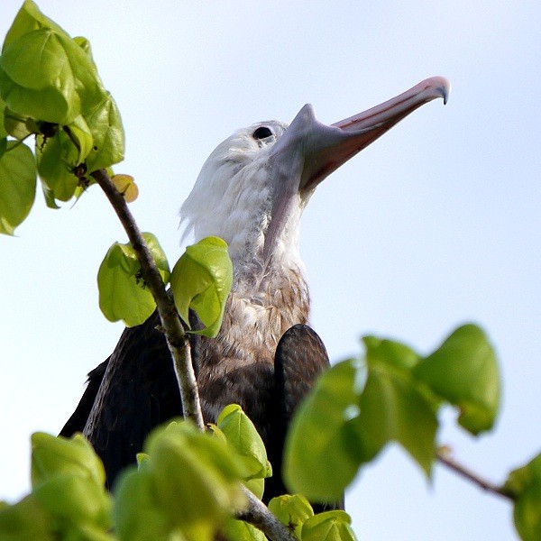 3. Greater Frigatebird  Ras Ndege  Cyrille Giardin  12-13