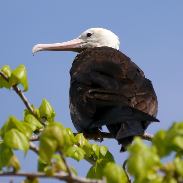 4. Greater Frigatebird  Ras Ndege  Cyrille Giardin  12-13