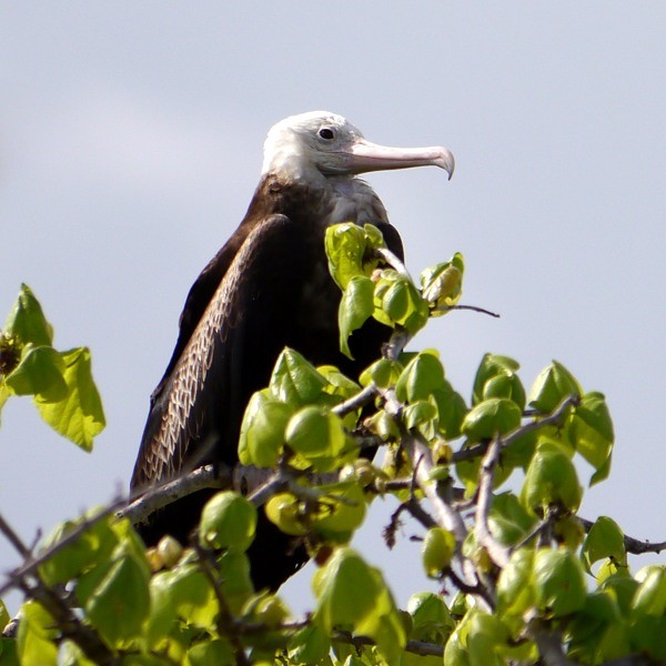 5. Greater Frigatebird  Ras Ndege  Cyrille Giardin  12-13