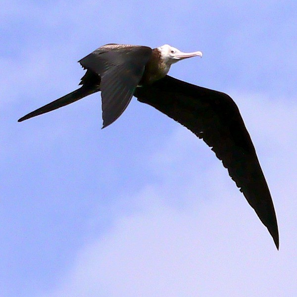 6. Greater Frigatebird  Ras Ndege  Cyrille Giardin  12-13