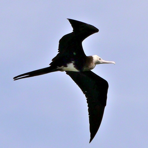 7. Greater Frigatebird  Ras Ndege  Cyrille Giardin  12-13