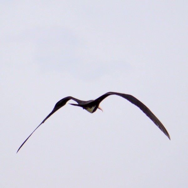 8. Greater Frigatebird  Ras Ndege  Cyrille Giardin  12-13