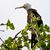 frigatebird_greater_RasNdege_CyrilleGiardin_2013_12_1