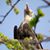 frigatebird_greater_RasNdege_CyrilleGiardin_2013_12_2