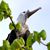 frigatebird_greater_RasNdege_CyrilleGiardin_2013_12_3
