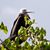 frigatebird_greater_RasNdege_CyrilleGiardin_2013_12_5