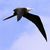 frigatebird_greater_RasNdege_CyrilleGiardin_2013_12_6