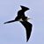 frigatebird_greater_RasNdege_CyrilleGiardin_2013_12_7