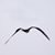 frigatebird_greater_RasNdege_CyrilleGiardin_2013_12_8