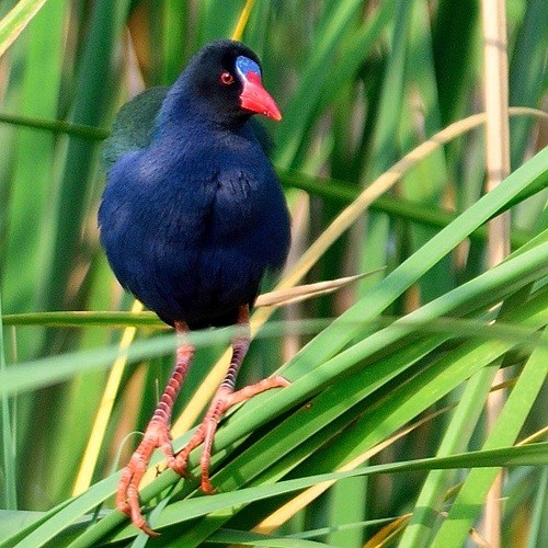 1. Baringo-Kenya  Per Holmen 7-18