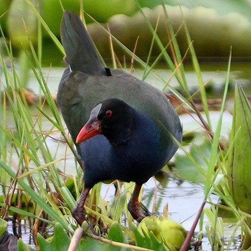 2. Kerege  Per Holmen  1-17