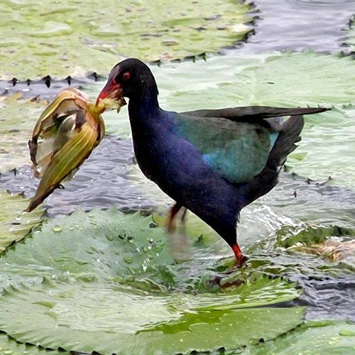 3. Masuguru Dam  Paul Oliver  11-14