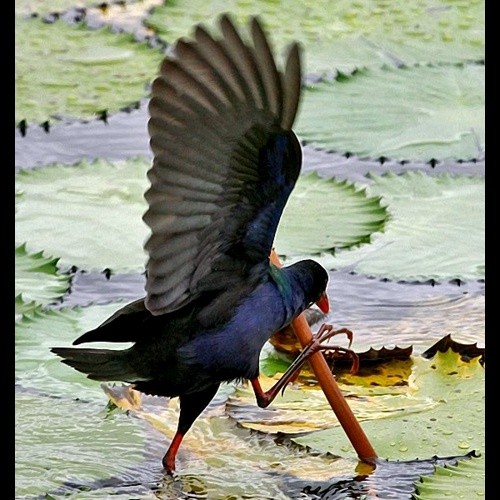 4. Masuguru Dam  Paul Oliver  11-14