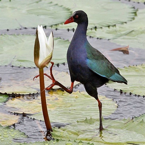 5. Masuguru Dam  Paul Oliver  11-14