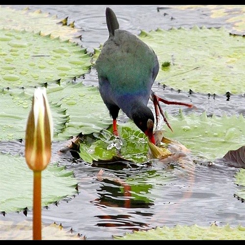 6. Masuguru Dam  Paul Oliver  11-14