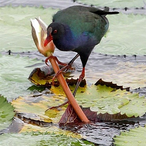 7. Masuguru Dam  Paul Oliver  11-14