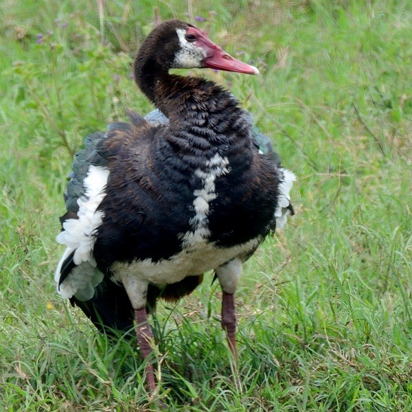 12. Ngorongoro Crater  3-18
