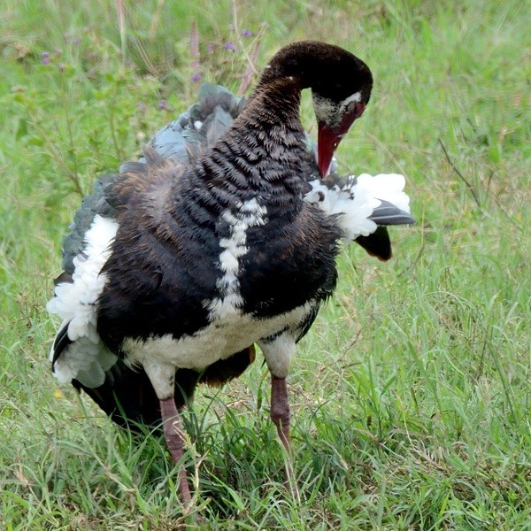 13. Ngorongoro Crater  3-18