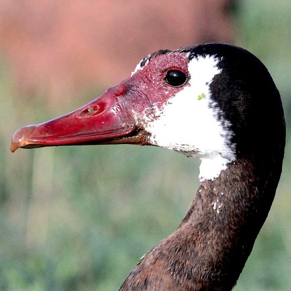 4. Lake Eyasi   Paul Oliver