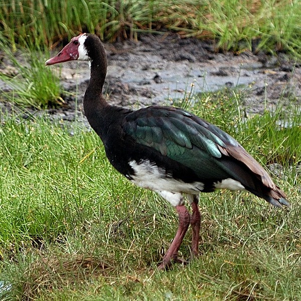 7. Arusha NP  12-03