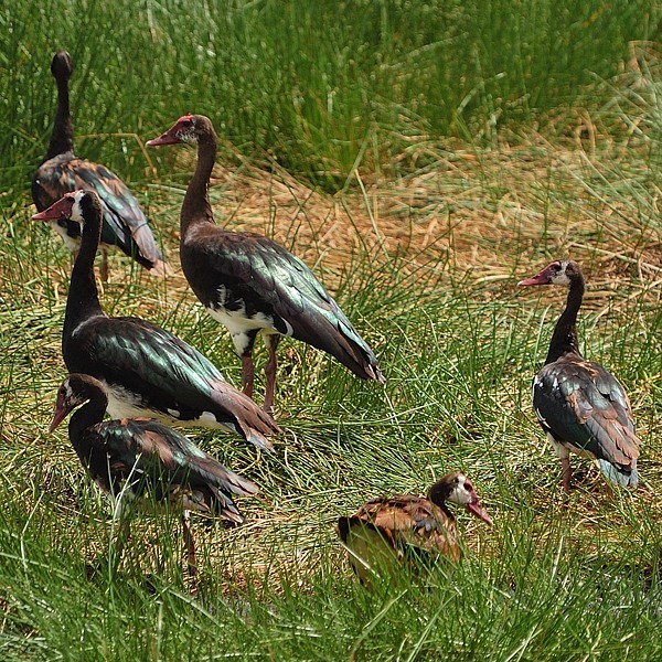 8. Arusha NP  12-03