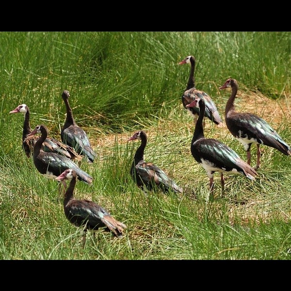 9. Arusha NP  12-03