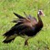 1. Ngorongoro Crater  4-04